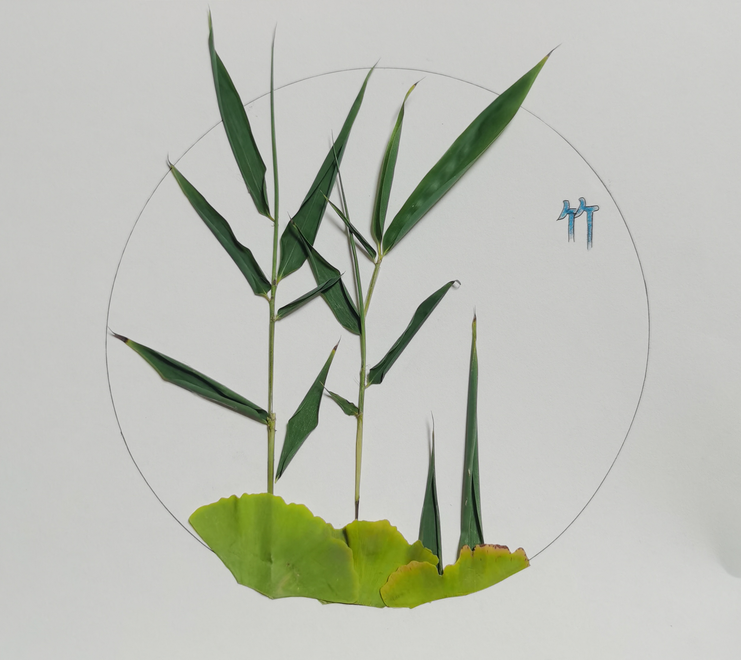 樹葉畫“廉潔” 清風潤心田 樹葉畫“廉潔” 清風潤心田