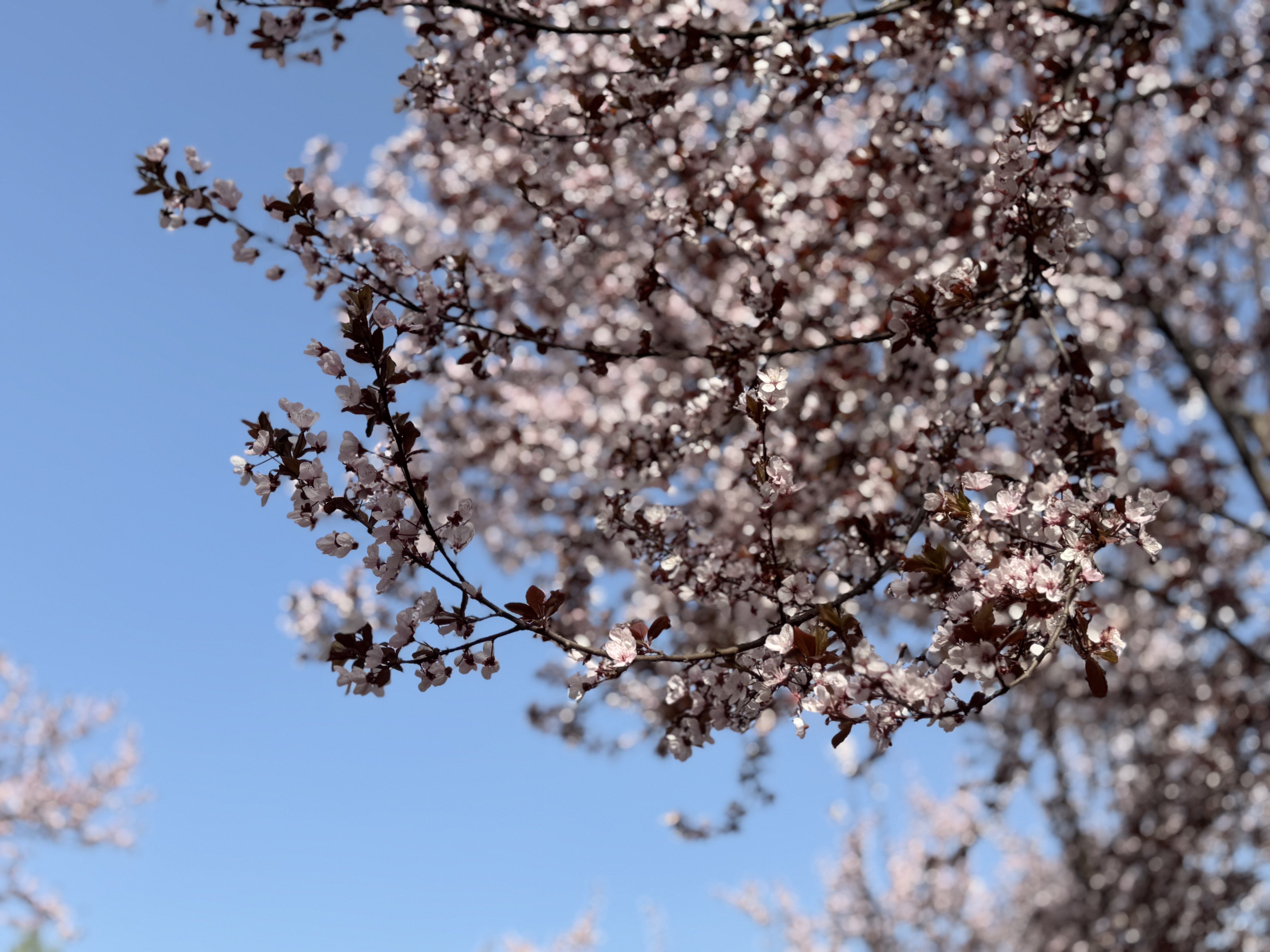 春,藏在櫻花的粉里。 春,藏在櫻花的粉里。