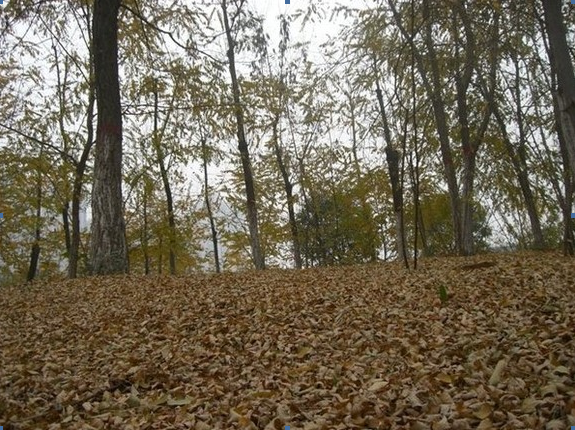 䓳ԷcĸУP