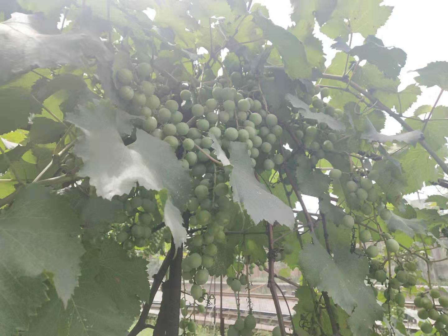 䓳Է䓳L@߅
